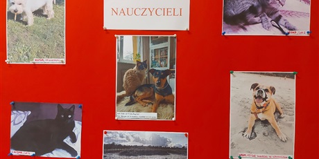 Powiększ grafikę: Czerwony plakat ze zdjęciami zwierząt.